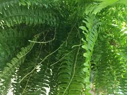 We did not find results for: Boston Fern Runners