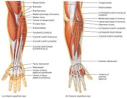 Anatomy Of The Wrist Acro Physical Therapy Fitness