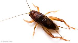 Ver más ideas sobre grillos, dibujos, chapulin insecto. Grillos La Causa Del Supuesto Ataque Acustico A Diplomaticos De Ee Uu Invdes