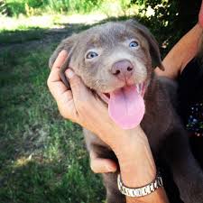 Choose from charcoal labs, silver labradors, and many others for the perfect companion. Rylee Gallery Stella Silver Labs Puppies Silver Labs Animals