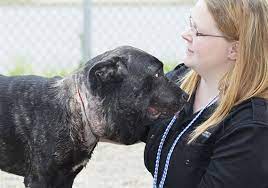 Neck lumps, or masses, can have many possible causes. Dog Found With Embedded Collar Sheds Some Swelling Health Improving The Blade