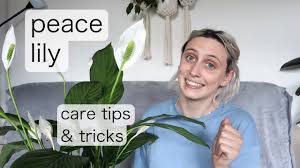Spathiphyllum is relatively easy to grow and, with proper care, will continue to produce large, white spathe flowers. Peace Lily Care Spathiphyllum Care Tips Tricks Youtube