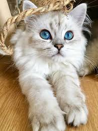 All gray cat with blue eyes. Fluffy White And Gray Cat With Blue Eyes Pretty Cats Beautiful Cats Cats