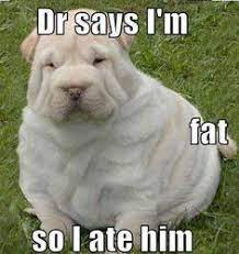 The personal website of steven goodman. Fat Dog Humor