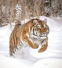 Tigers Are The Largest Member Of The Cat Family Tiger Leap By Athena Mckinzie Http Fineartamerica Com Featured Tiger Leap Athena Mckinzie Html Tiger Pictures Majestic Animals Tiger
