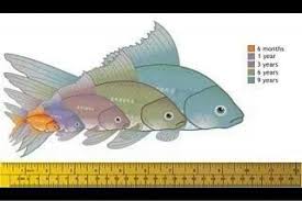 Fancy Goldfish Growth Chart Goldfish Aquarium Goldfish