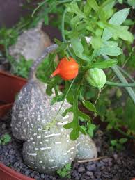 Image result for Kedrostis africana