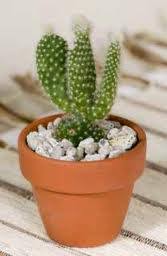 Hola nuevamente hoy menciono ciertos consejos sobre el cuidado de los cactus,si tienes recién alguno y te preguntas¿ como cuidar un cactus? Como Cuidar Un Cactus Cuidados Basicos