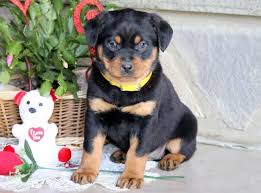 German rottweilers are a very expensive dog breed. Full Grown Rottweiler Pomeranian Novocom Top