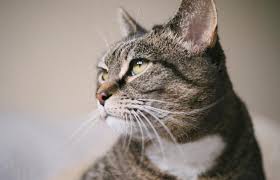 Maybe you're the one who likes to have fun. 124 Timeless Tabby Cat Names Lovetoknow