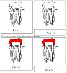 Tooth Nomenclature Cards Montessori Parts Of A Tooth Cards Corpo Humano Para Criancas Corpo Humano Criancas