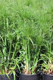 Image result for Cyperus tenax