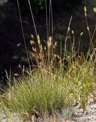 Image result for Panicum pectinellum