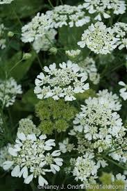 Check spelling or type a new query. White Lace Flower Orlaya Grandiflora July 10 2014 At Hayefield Com Lace Flowers Flowers Flower Seeds