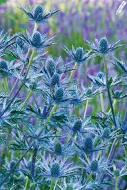 Image result for Aneilema zebrinum