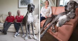 Browse 2,873 dog great dane stock photos and images available, or search for bull terrier or dog portrait to find more great stock photos and pictures. Freddy The 7 Foot Great Dane Is The Tallest Dog In The World Cesar S Way