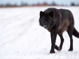 They are usually shy and cautious the most common type of wolf is the gray wolf, or timber wolf. The Mystery Of North America S Black Wolves