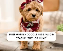 The goldendoodle is a cross between a golden retriever and a poodle. Miniature Goldendoodle Teddy Bear Dog Pasteurinstituteindia Com