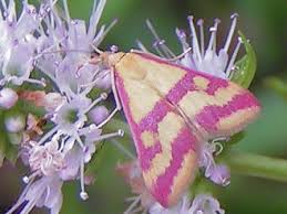 Image result for Pyrausta sanguinalis