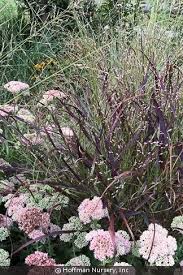 Image result for Panicum hochstetteri