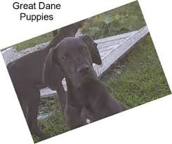 Great dane puppies for rehoming favorite this post jul 23 rehoming cat. Great Dane Dogs For Sale In Chicago Agriseek Com
