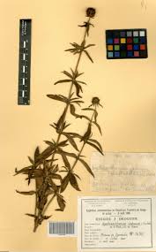 Image result for Agathisanthemum globosum