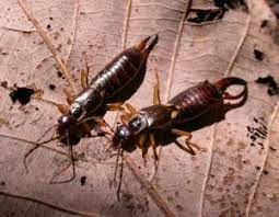 Common names for these insects include the cave wētā, cave crickets, camelback crickets, camel crickets, spider crickets (sometimes shortened to criders, or land shrimp or sprickets. Pin By Ognimdo2002 On Sipit Sipit Earwig Earwigs Insect Repellent Discover