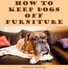 How To Keep Dogs Off Furniture Rent Com Blog Dogs Dog Sitting Dog Blog