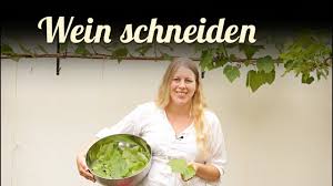 Lediglich zwei versäumnisse beim rebschnitt sollten vermieden werden: Wein Schneiden Weinrebenschnitt Weinblatter Fullen Obst Im Garten Youtube