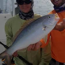 Meridian key west custom charters. Snapper Fishing Key West Fishing