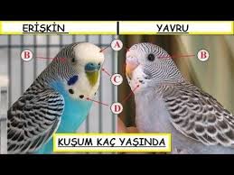 Umut Galin Adli Kullanicinin Hayvanlar Panosundaki Pin 2020 Goruntuler Ile Muhabbet Kuslari Kus Oyuncaklari Kus