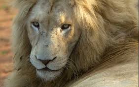 We also have a dedicated in house research and development team to understand the best solutions you need. Global White Lion Protection Trust Saving The White Lions