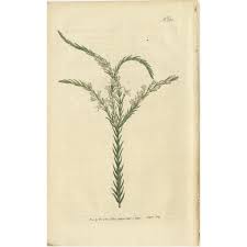 Image result for Struthiola