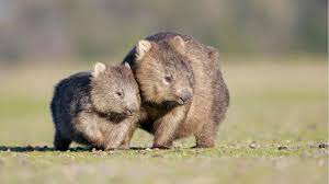 袋熊，即袋熊科（英語： wombat ，学名：vombatidae），是澳洲的有袋類动物。 牠們的腳短及肌肉發達，身長約有1米，尾巴亦很短。 牠們生活於澳洲東南部及塔斯馬尼亞州的森林、山地及石楠地。 Wombats Scheiden Wurfel Kot Aus Forscher Haben Herausgefunden Wieso Stern De