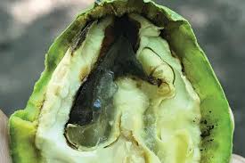 Image result for Walnut blight