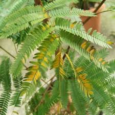 エバーフレッシュ 観葉植物の管理
