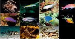 We did not find results for: 78 Gambar Hewan Laut Beserta Penjelasannya Hd Terbaru Gambar Hewan