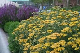 Yarrow Terra Cotta Full Sun 3 Diameter Flat Blooms Made Of Dozens Of Tiny Orange Yellow Florets On S Achillea Millefolium Plants Landscaping With Rocks