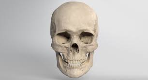 3d Model Realistic Skull Skull 3d Model Realistic