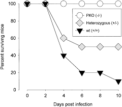 Symptoms can include shortness of breath, chest pain, decreased ability to exercise, and an irregular heartbeat. Coxsackievirus B3 Induced Myocarditis The American Journal Of Pathology