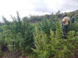 Features and services description of buffalo view cottage. Dci Kenya On Twitter 14 Suspects Who Were Found Weeding The Over One Acre Farm At Kedong Ranch Were Also Arrested And Placed In Custody Pending Further Investigations Https T Co Pi32qgna6r