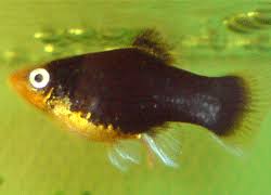 Sri Praneetha Aquarium Fish Aquariums In Hyderabad Fish Tank Glass Aquariums Fish Food In Hyderabad Andhra Pradesh Modelos De Aquarios Peixes Aquarios