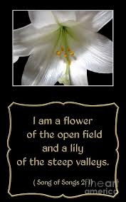 Easter Lily With Song Of Songs Quote By Rose Santuci Sofranko Songs Song Quotes Song Of Solomon
