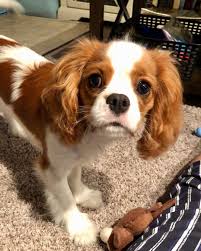 I Love My Monkeys Mama Please Throw Again Olliemacfluffythecavalier King Charles Puppy Spaniel Puppies Cavalier King Charles