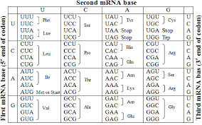In communicative exercises where several answers are possible, this answer key contains some examples of correct. Ap Biology Practice Test Unit 6 Gene Expression Regulation High School Test Prep