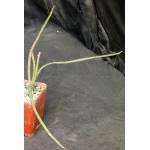 Image result for Cissus humbertii