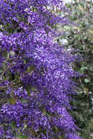 Image result for Petrea volubilis