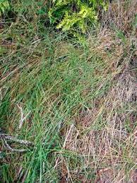 Image result for Hemarthria