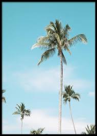 Located on the beach, the palms hotel & spa is in miami beach's south beach neighborhood. Miami Beach Palms Poster Coast To Coast Photo Poster Of Palm Trees In Miami Desenio Co Uk