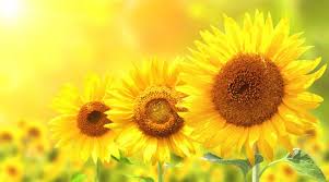 Aber auch ihre stattliche höhe von etwa zwei metern macht die gelben. Helle Gelbe Sonnenblumen Fototapete Blumen Tapete Schlafzimmer Foto Inneneinrichtungen